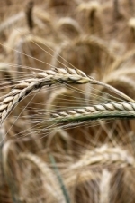 Agriculture ministry lowers grain yield forecast