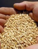 Ukraine can harvest up to 63 mln tons of grain this year - ministry