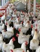 Jordan resumes poultry meat imports from Ukraine