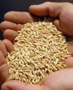 Ukrainian farmers already harvested almost 35 mln tonnes of grains