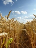 Ukraine harvests almost 34 mln tonnes of grain – Agrarian Policy Ministry