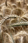 Agriculture ministry lowers grain yield forecast