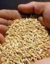 Ukraine can harvest up to 63 mln tons of grain this year - ministry