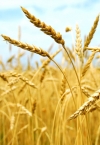 Ukraine threshes 1.5 mln tonnes of early grain crops as of July 2