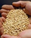 Ukrainian farmers already harvested almost 35 mln tonnes of grains